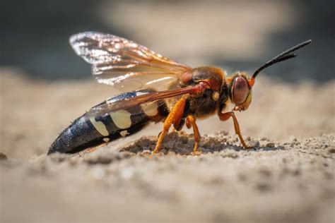 ground wasps florida